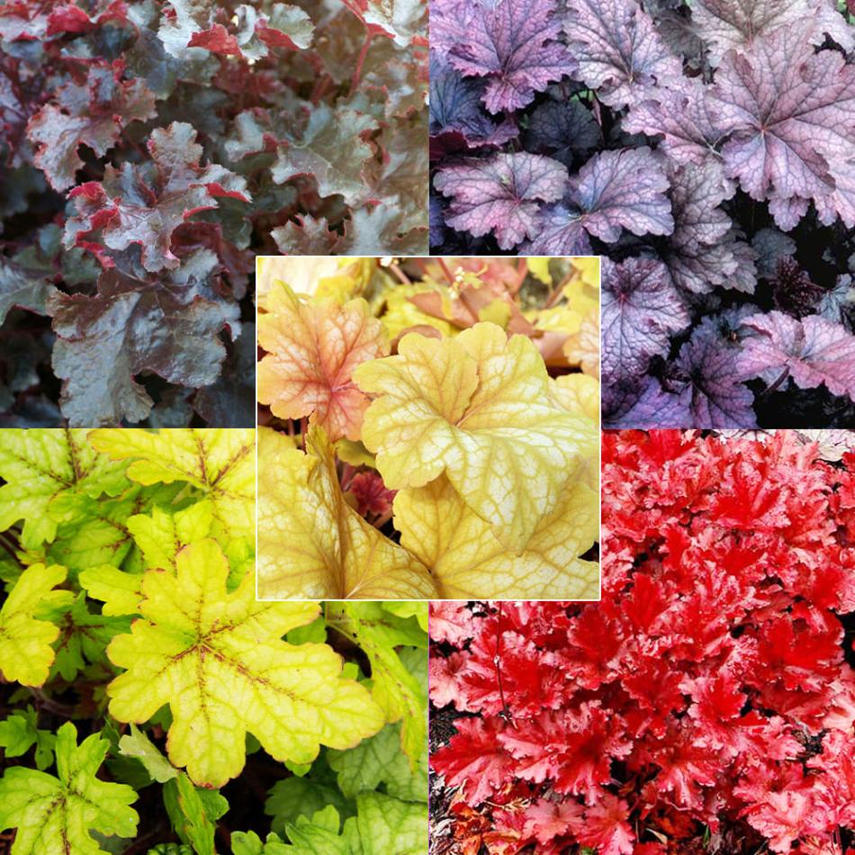 ヒューケラ 5種セット 【花苗 3.5号／各1個合計5個】