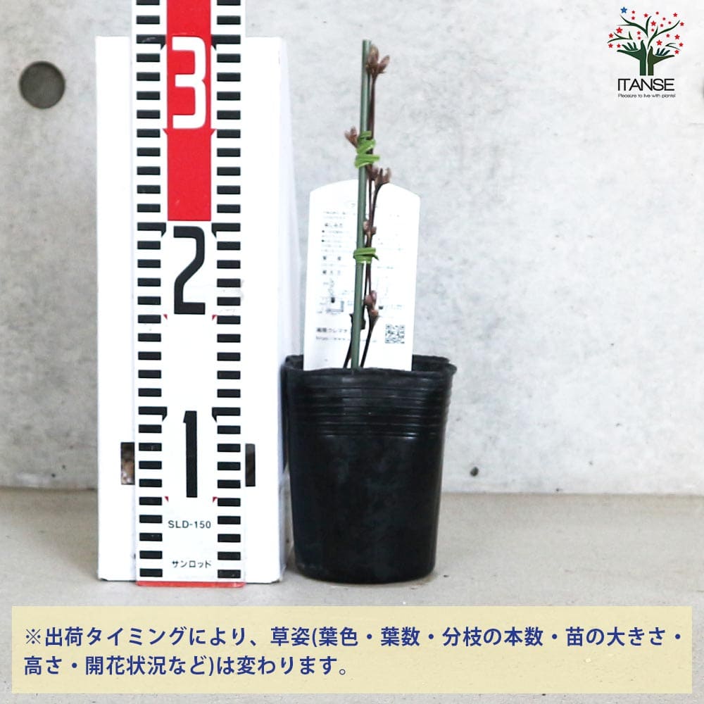 クレマチス 彗星2号 【花苗 3.5号／1個売り】｜ 【植物のITANSE