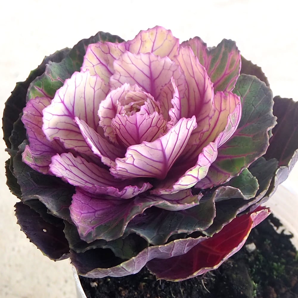 葉ボタン 百恵 【花苗 2.5号】