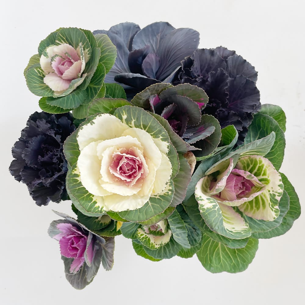 葉ボタン 寄せ植え 鉢色:ホワイト 【花苗 6号／1個売り】