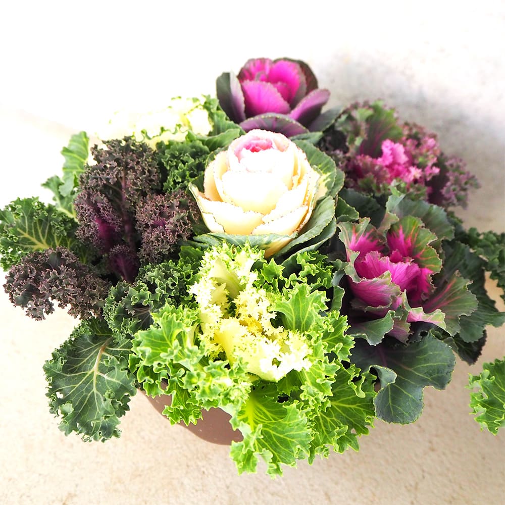 葉ボタン 寄せ植え 鉢色:ダークブラウン 【花苗 6号／1個売り】