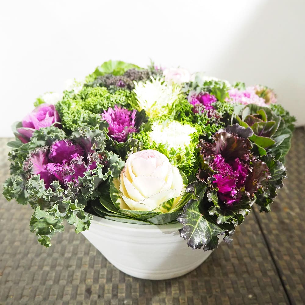 葉ボタン 寄せ植え 【花苗 9号／1個売り】