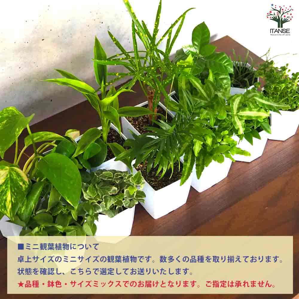 ミニ観葉見計＆スマートフラワーポット ブラック 【育成グッズ