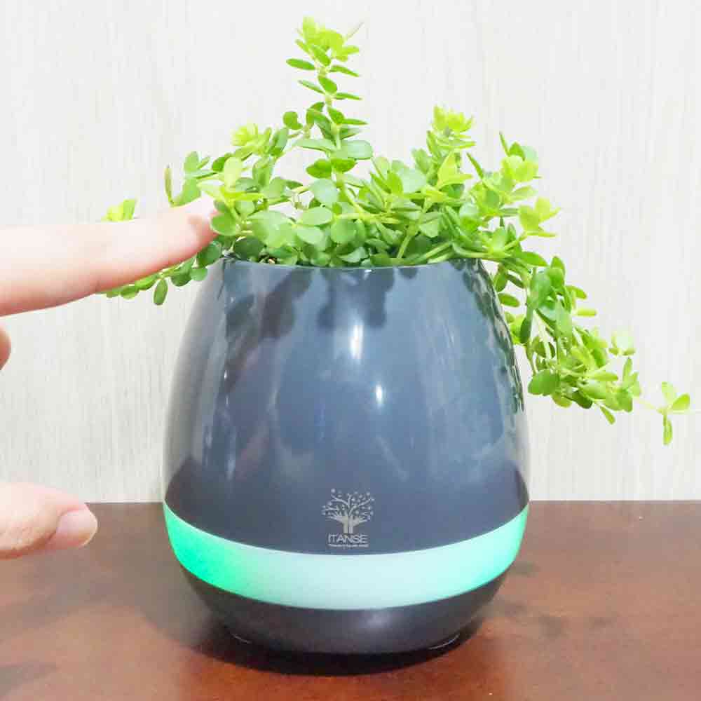 ミニ観葉見計＆スマートフラワーポット ブラック 【育成グッズ 】