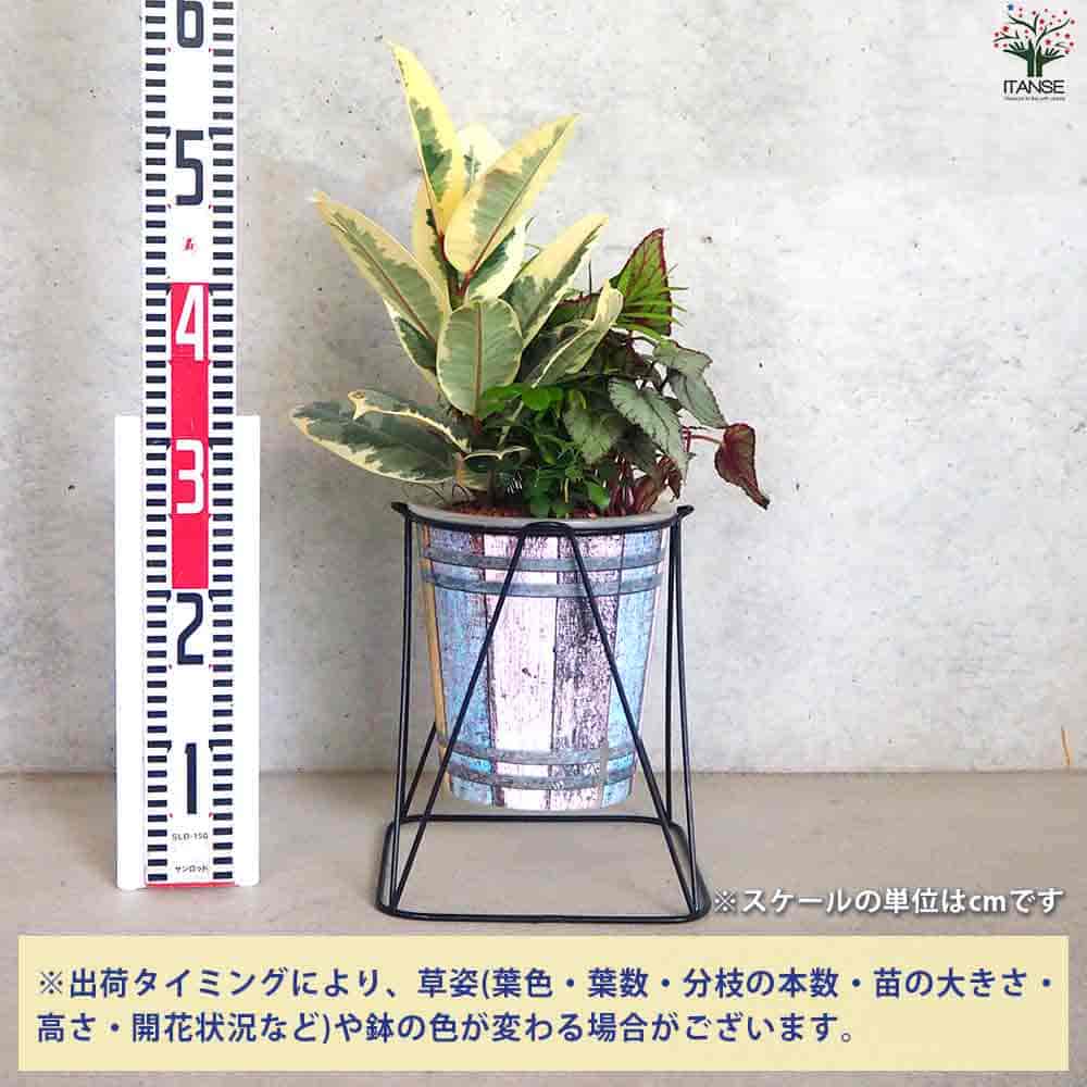 観葉寄植え見計らい アイアンスタンド付 【観葉植物 7号／1個売り