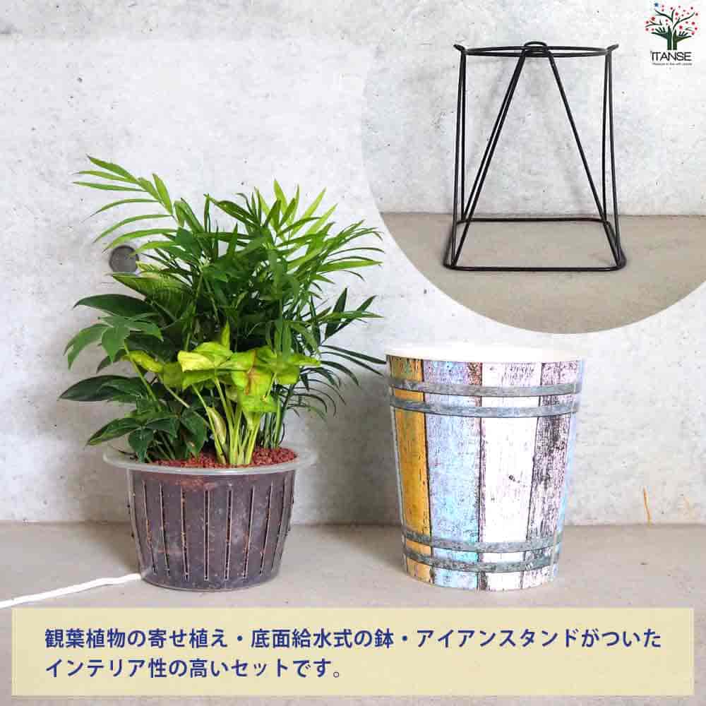 観葉寄植え見計らい アイアンスタンド付 【観葉植物 7号／1個売り