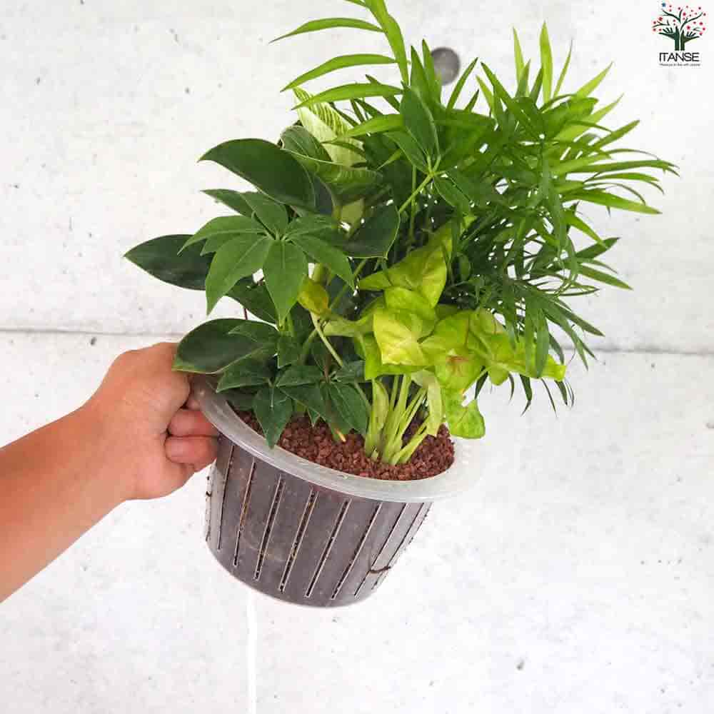 観葉寄植え見計らい アイアンスタンド付 【観葉植物 7号／1個売り