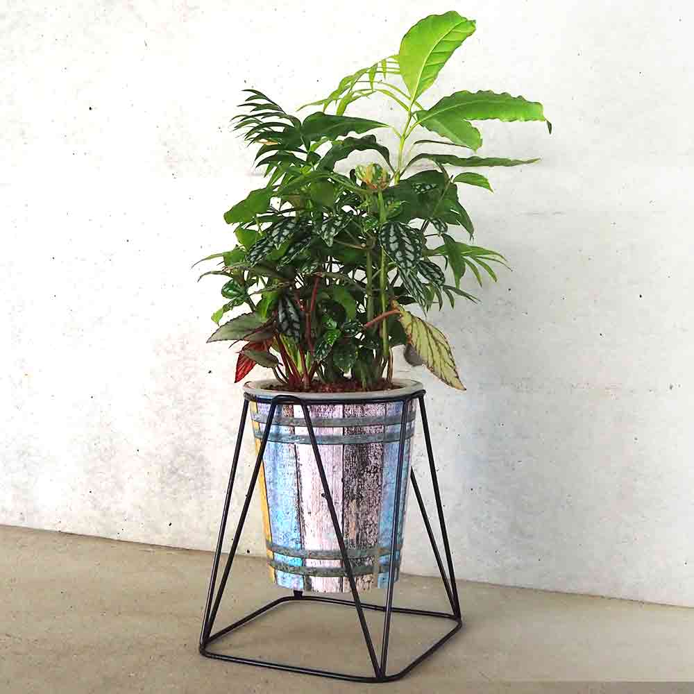 観葉寄植え見計らい アイアンスタンド付 【観葉植物 7号／1個売り】