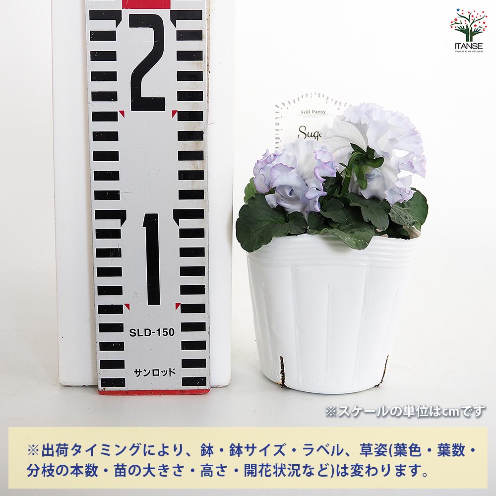 パンジー シュガーボンボン色MIX3個～ 【花苗 3.5号】｜ 【植物の