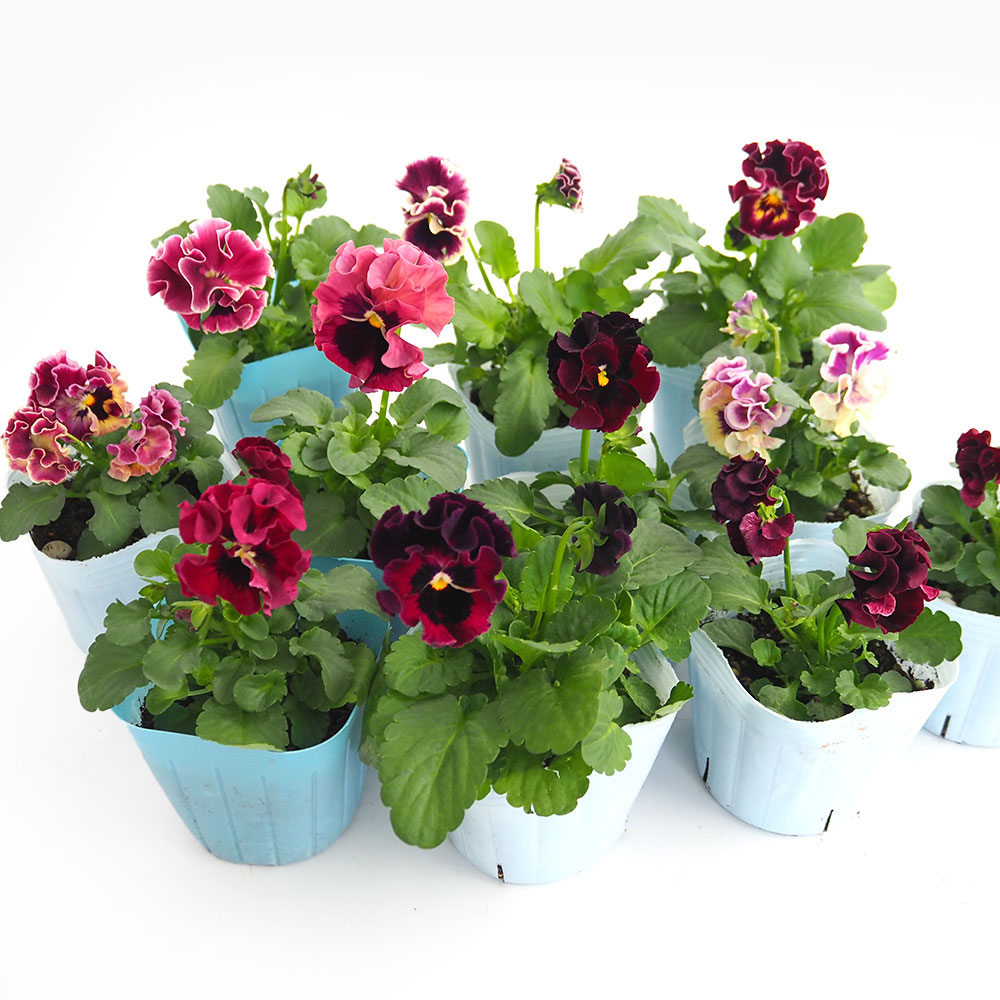 ビオラ ジャンヌ ダルク色MIX3個～ 【花苗 3号】｜ 【植物の