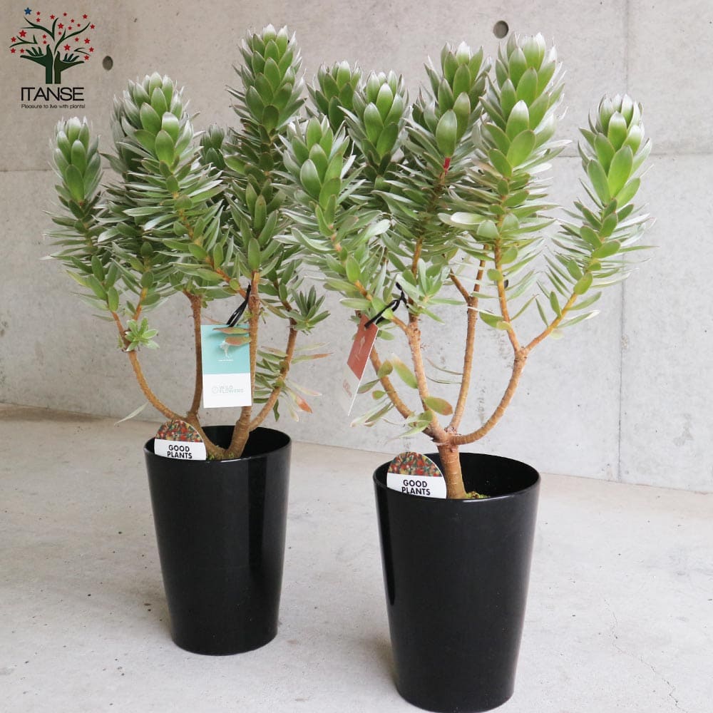 ミメティス クラッカージャックシルバー 【花木苗 6号／1個売り