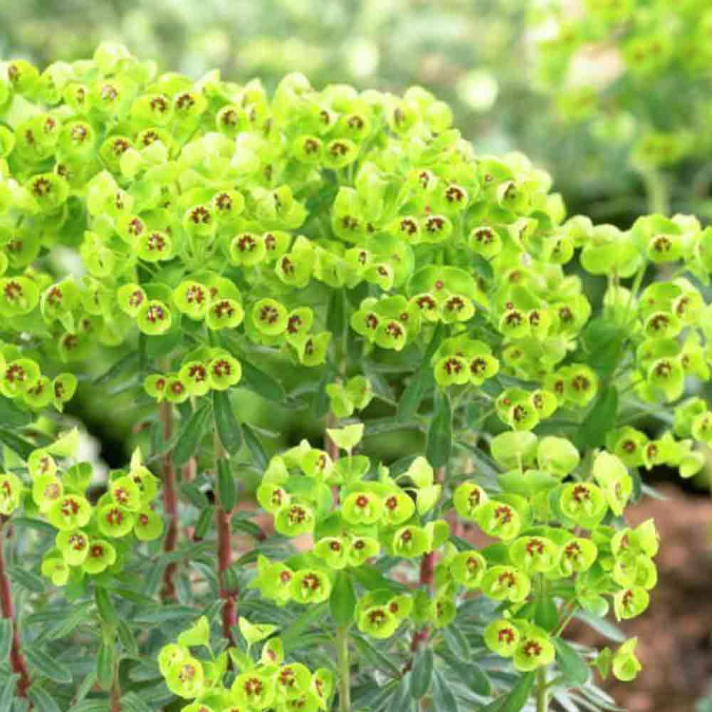 ユーフォルビア マーティニー 【花木苗 5号／1個売り】