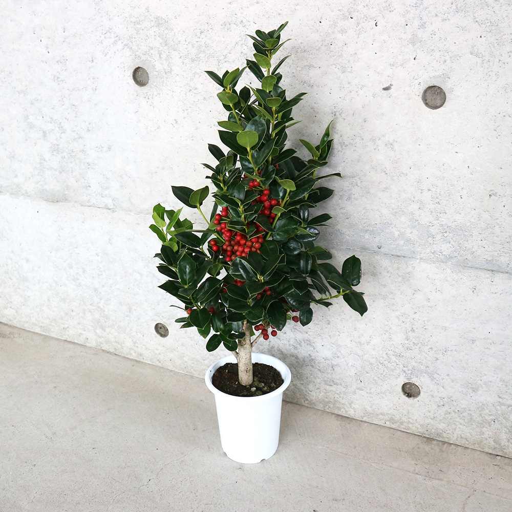 クリスマスホーリー とげ無し 【花木苗 4号／1個売り】