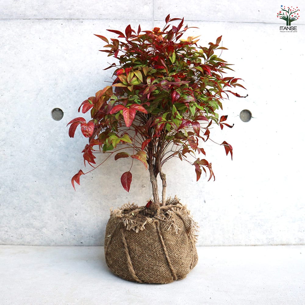 オタフク南天 オタフク南天根巻苗 【花木苗 10号／1個売り】｜ 【植物