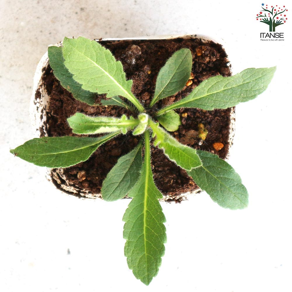 クナウティア ウォーターカラーズ 【花木苗 3.5号】｜ 【植物の