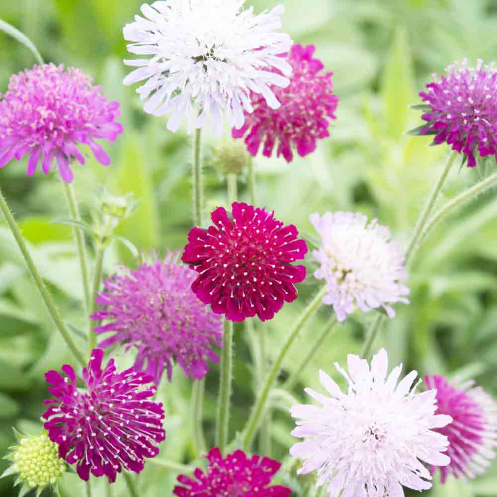 レア、切花品種　紅☆☆　小苗 クナウティア ウォーターカラーズ 【花木苗 3.5号】｜ 【植物の