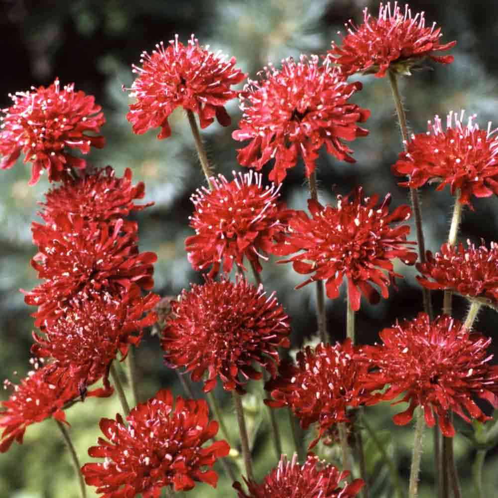 クナウティア レッドチェリー 【花木苗 3.5号】｜ 【植物の