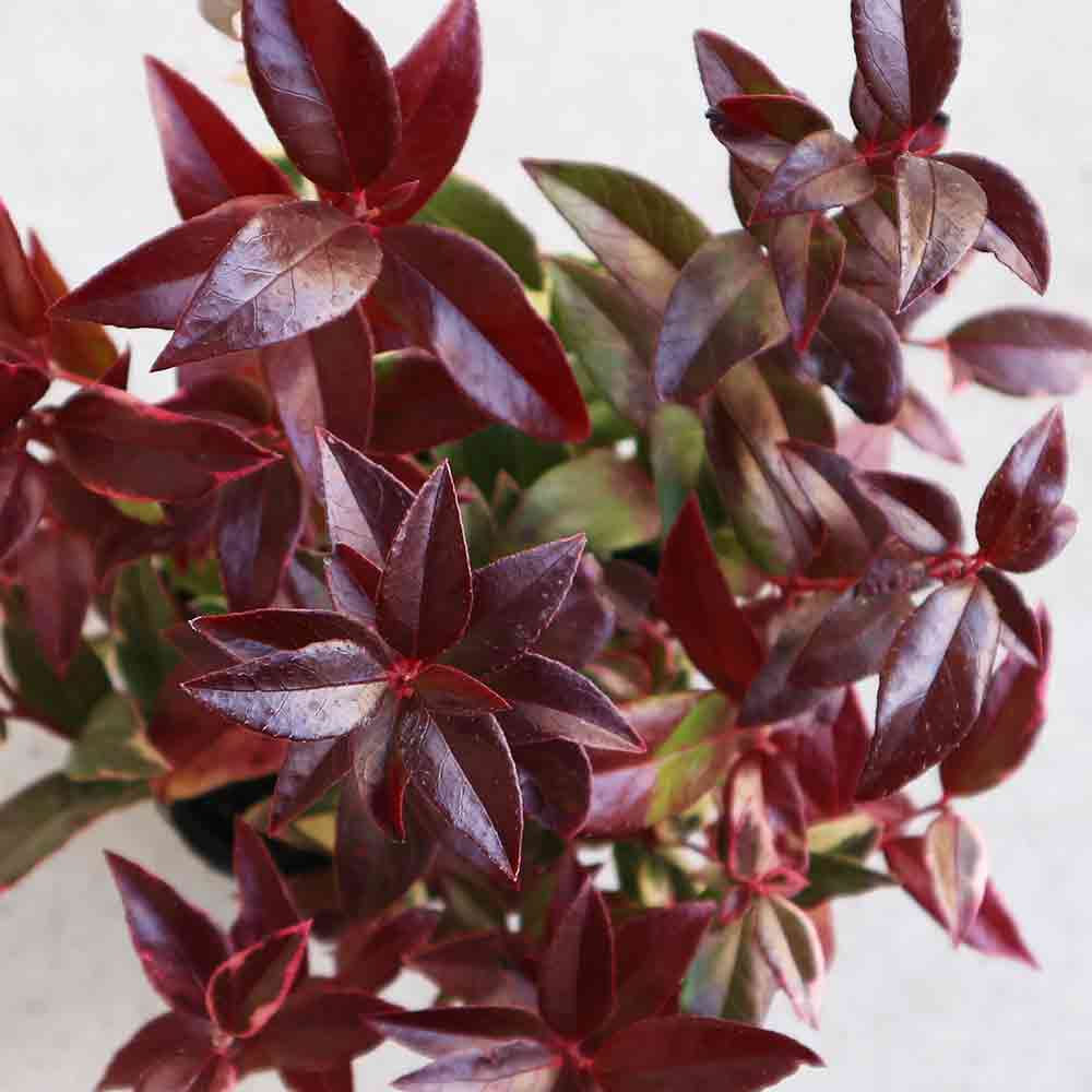 西洋岩南天 トリカラー 【花木苗 2.5号】