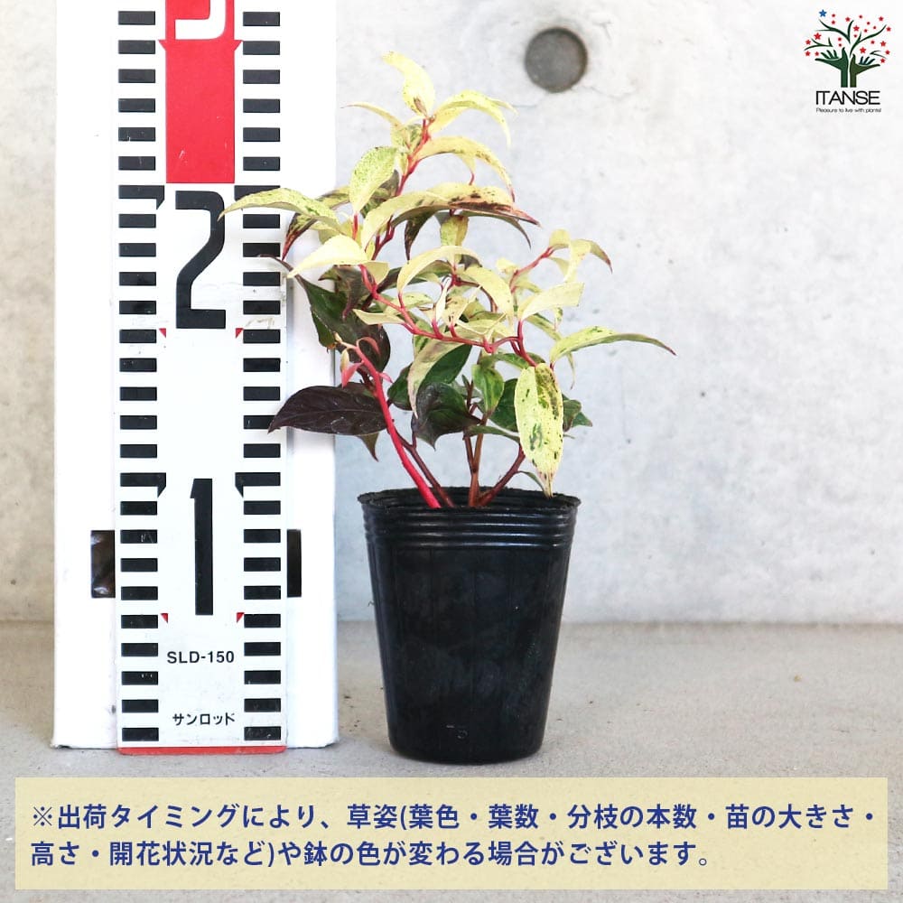 西洋岩南天 レインボー 【花木苗 2.5号】｜ 【植物のITANSE