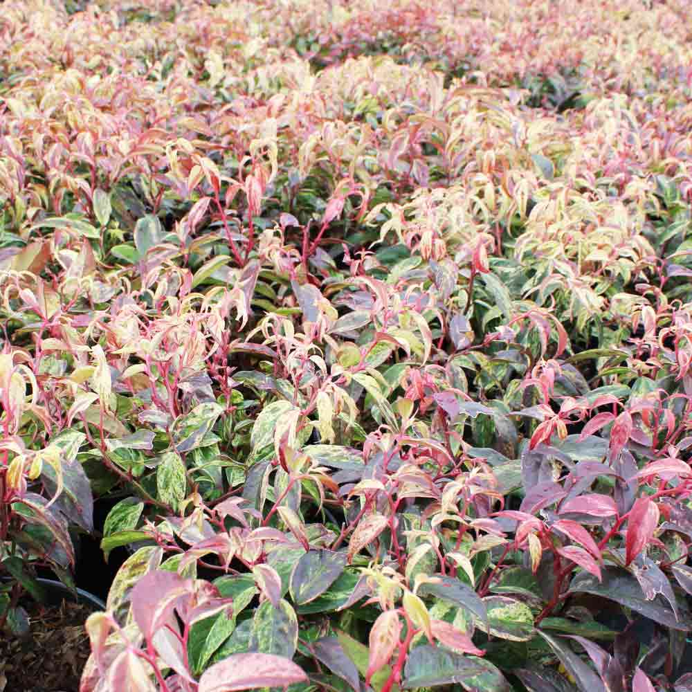 西洋岩南天 レインボー 【花木苗 2.5号】