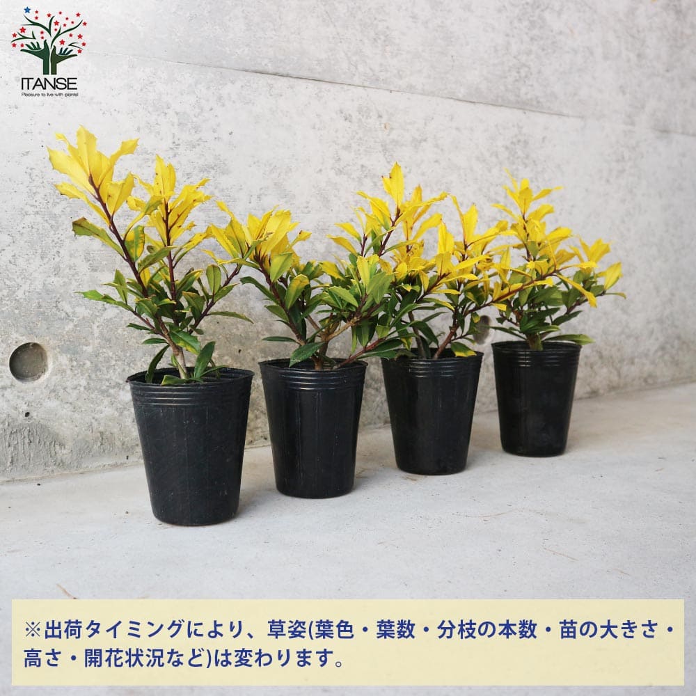 西洋ヒイラギ サニーフォスター 【花木苗 2.5号】｜ 【植物の