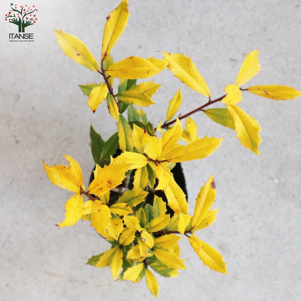 西洋ヒイラギ サニーフォスター 【花木苗 2.5号】｜ 【植物の