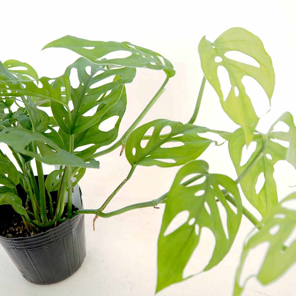 モンステラ オブリクア 【観葉植物 3.5号／1個売り】｜ 【植物の