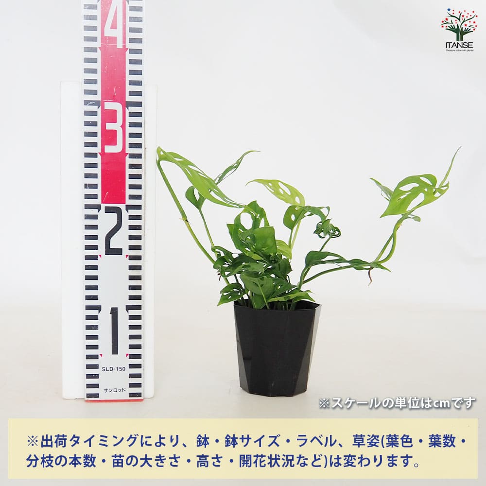 モンステラ オブリクア 【観葉植物 3.5号／1個売り】｜ 【植物の