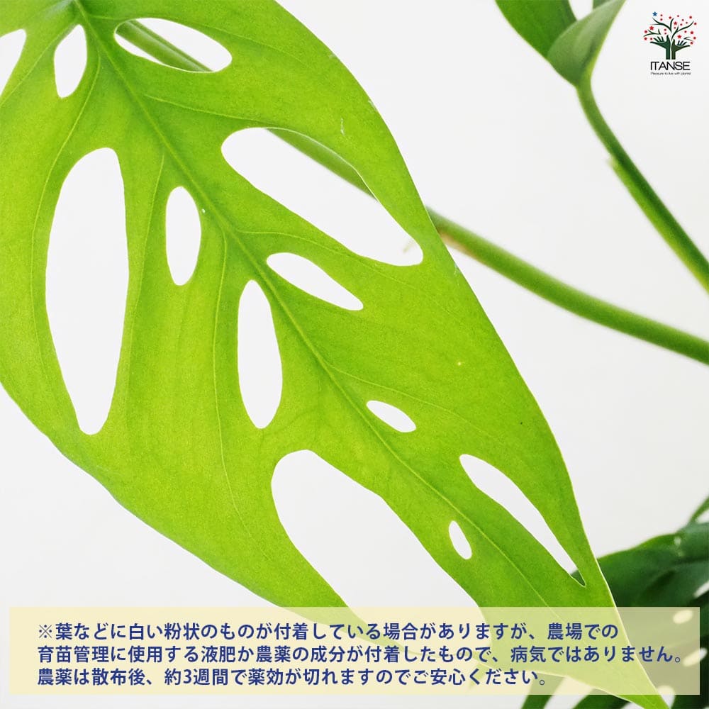 モンステラ オブリクア 【観葉植物 3.5号／1個売り】｜ 【植物の