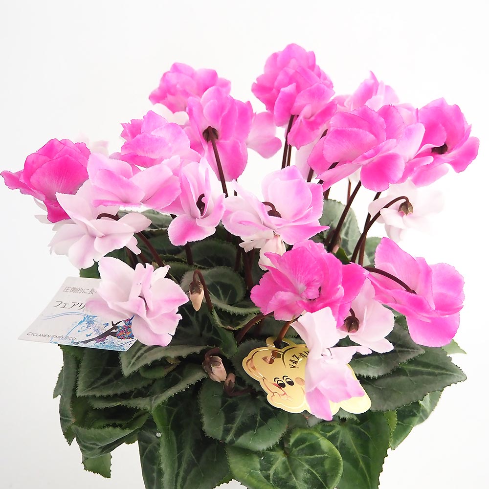 シクラメン ストロベリーフラッペ 【花苗 5号／1個売り】