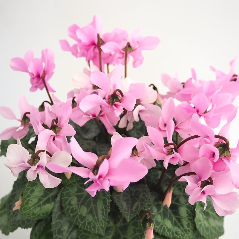 プレミアムシクラメン ミルキーガール【花苗 5号ポット苗／1個売り