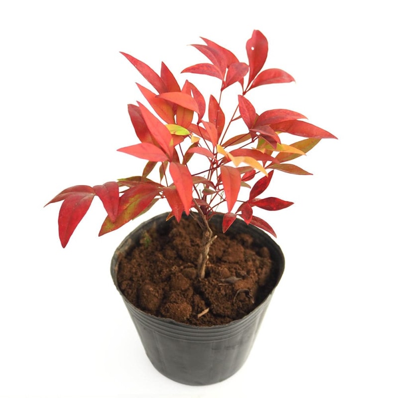 マンゴーの苗木 マハチャノック (鉢植え苗なので年中植付け可能)【果樹