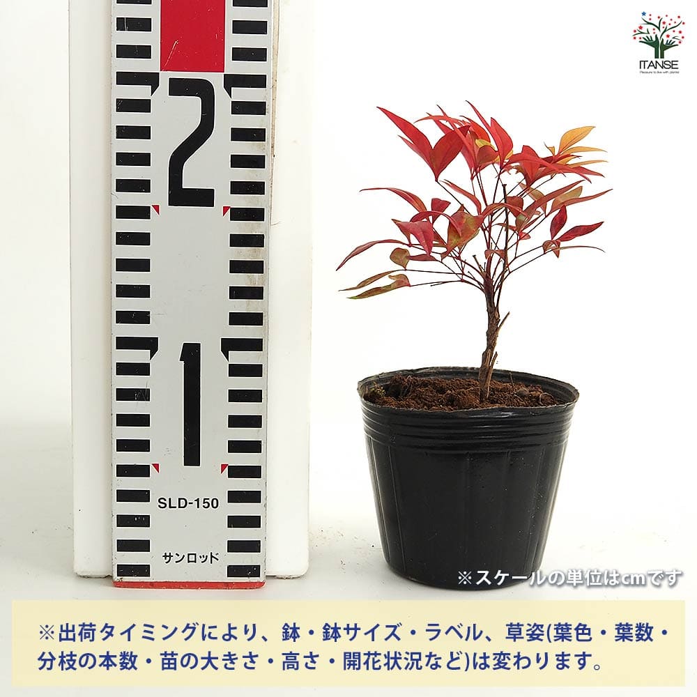 南天 【花木苗 3号】｜ 【植物のITANSE】全品送料無料・即出荷!