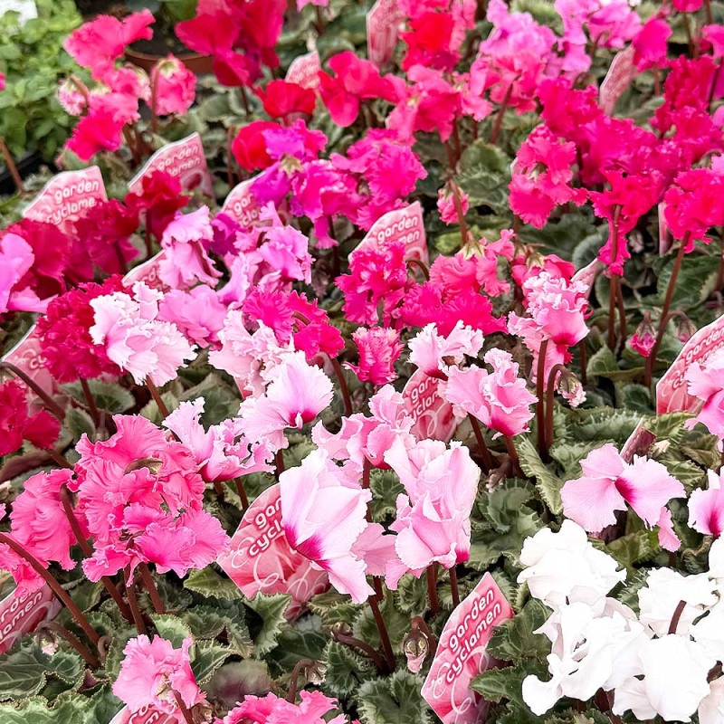 栗の苗木 天津甘栗 【果樹の苗木 4号／1個売り】｜ 【植物の