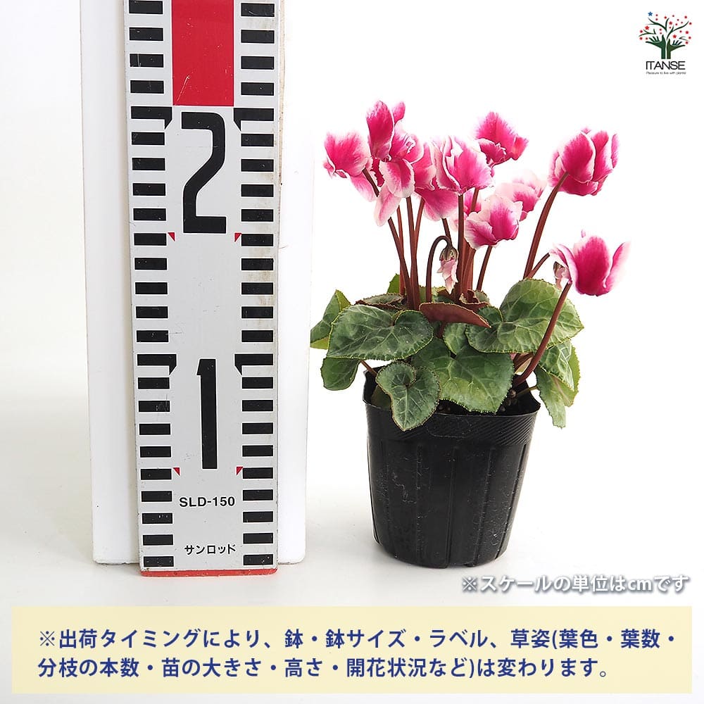 七宝額　シクラメン Amazon.co.jp: 七宝焼 額 44 (シクラメン) : ホーム＆キッチン