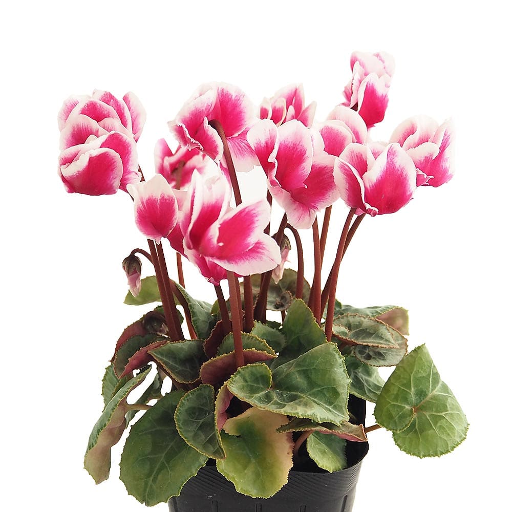 ガーデンシクラメン プレミアムアバニコ 【花苗 3号】