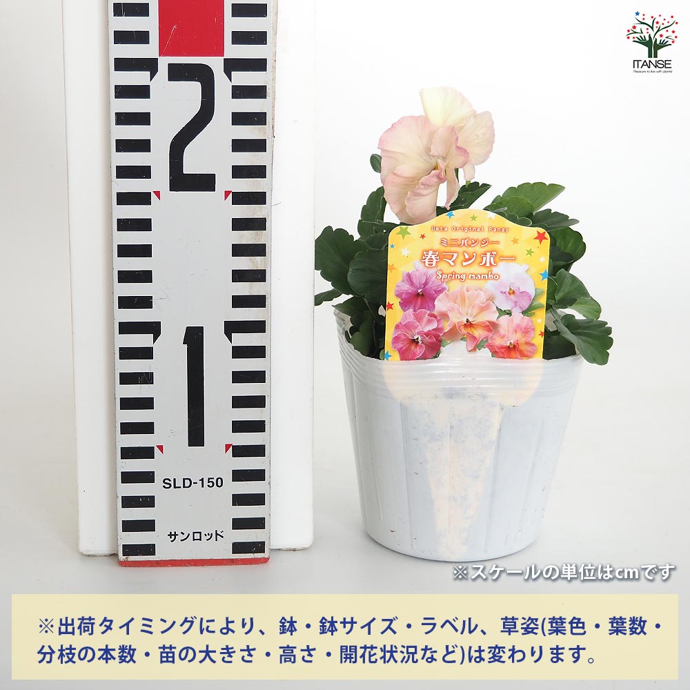 ビオラ 小桜 ときめき シエルブリエ 春マンボー 計10株 【公式通販】