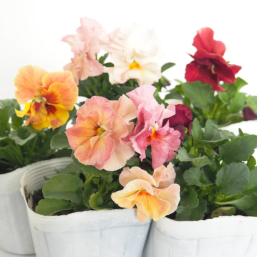 うえたコレクション パンジー・ビオラ 春マンボー2個～ 【花苗 3.5号】