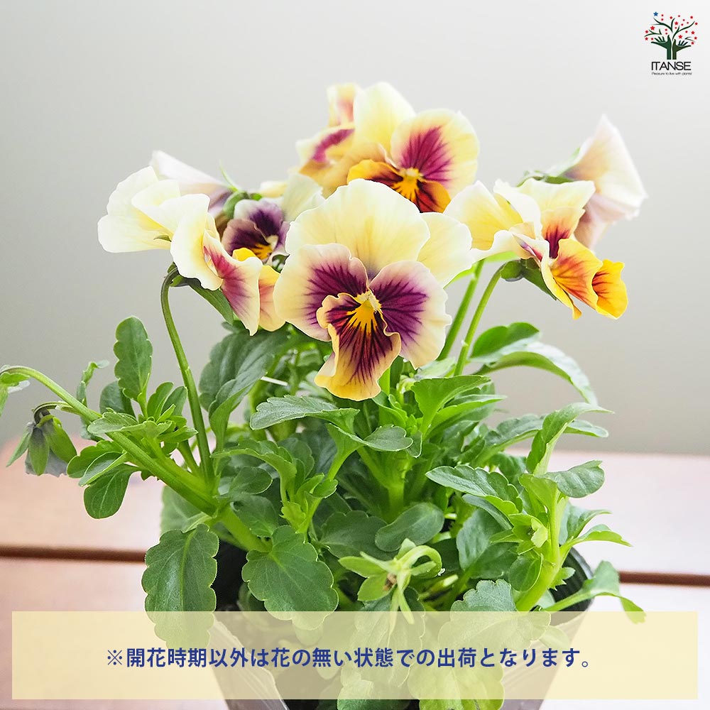 うえたコレクション パンジー・ビオラ マシェリマダム2個～ 【花苗 3.5