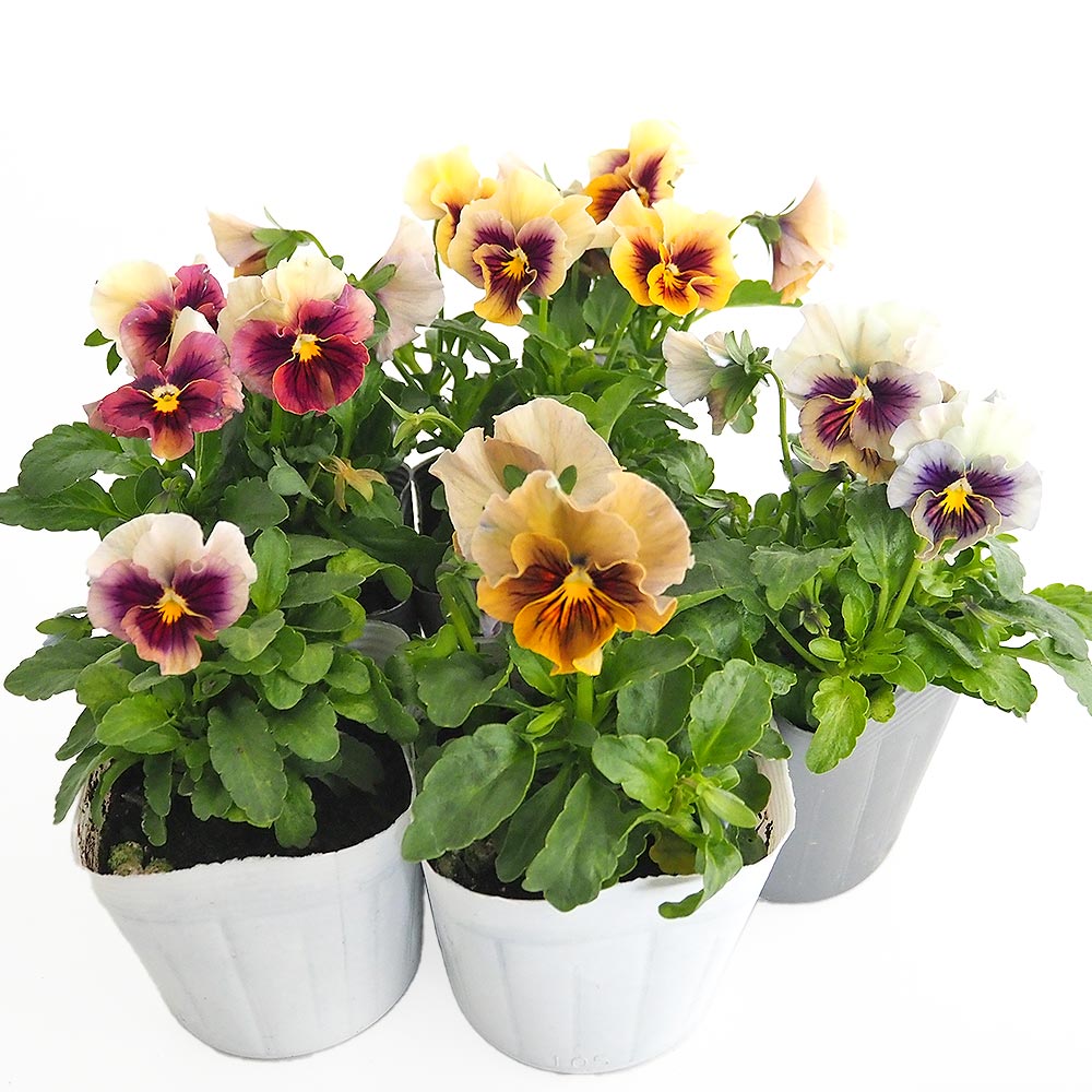 うえたコレクション パンジー・ビオラ マシェリマダム2個～ 【花苗 3.5