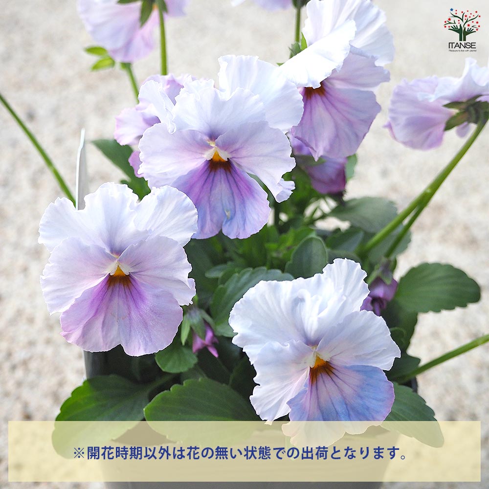 うえたコレクション パンジー・ビオラ エール17 (セブンティーン)2個