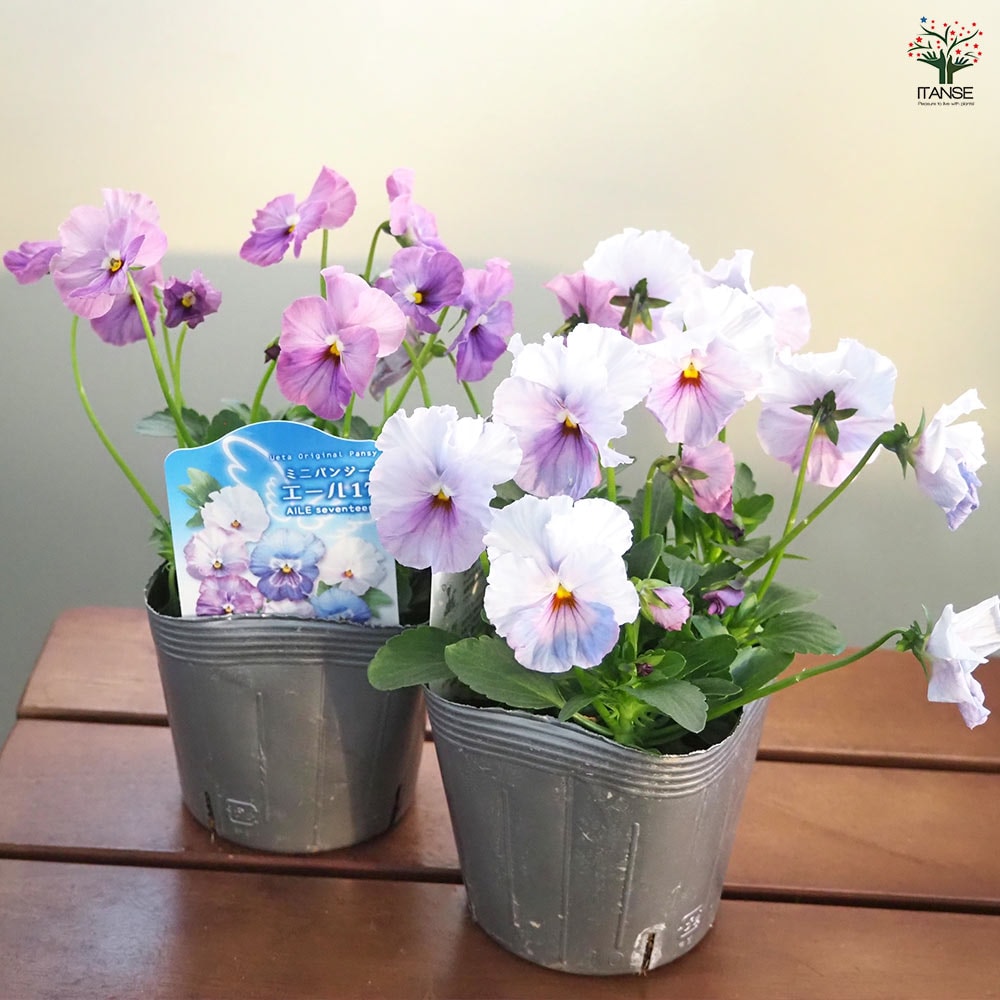 うえたコレクション パンジー・ビオラ エール17 (セブンティーン)2個