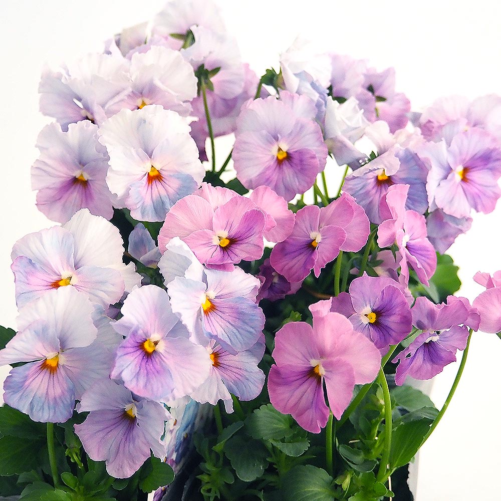 花セレブ セレブ2型ピンクver2 - オガワのタネ オンラインショップ