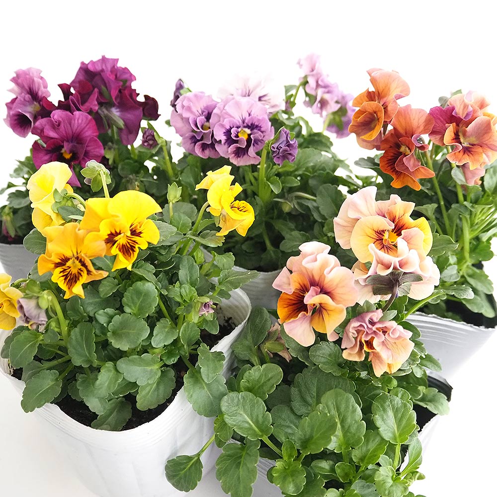 うえたコレクション パンジー・ビオラ キャンディーウェーブ2個～ 【花苗 3.5号】