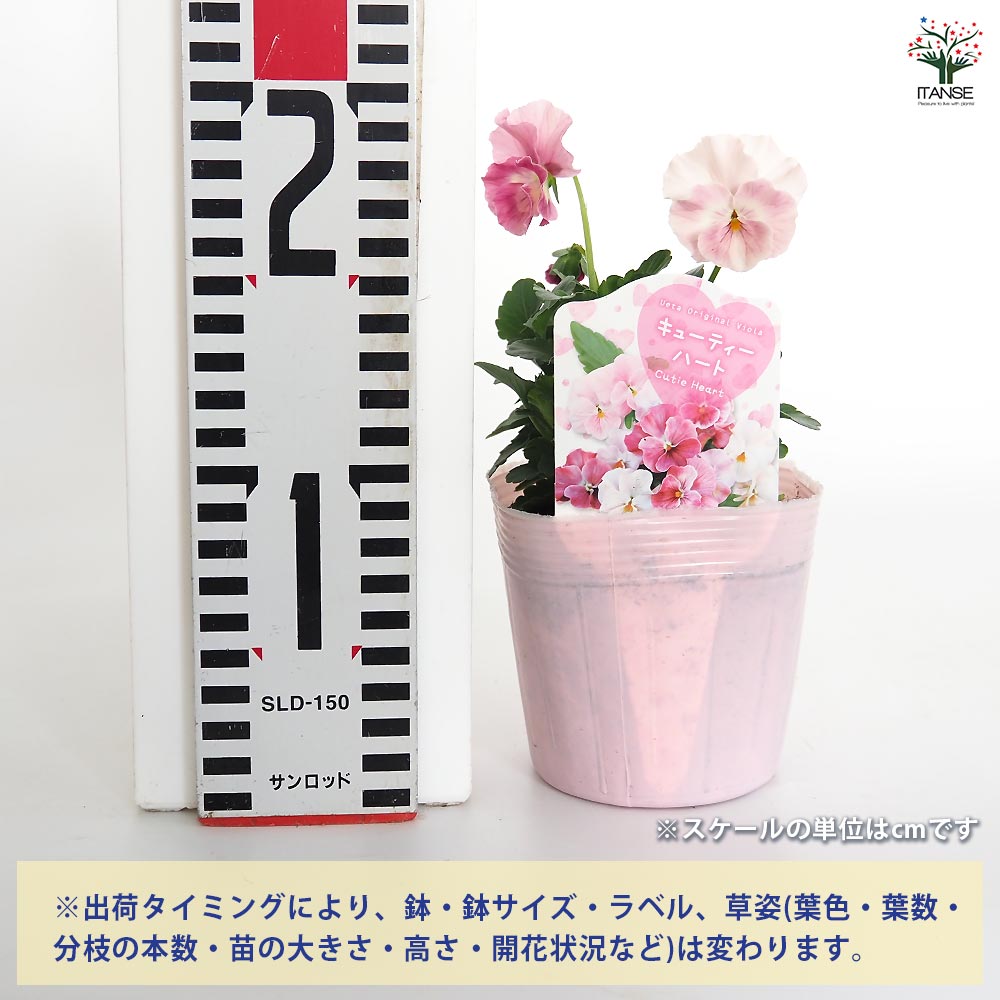 うえたコレクション パンジー・ビオラ キューティーハート2個～ 【花苗