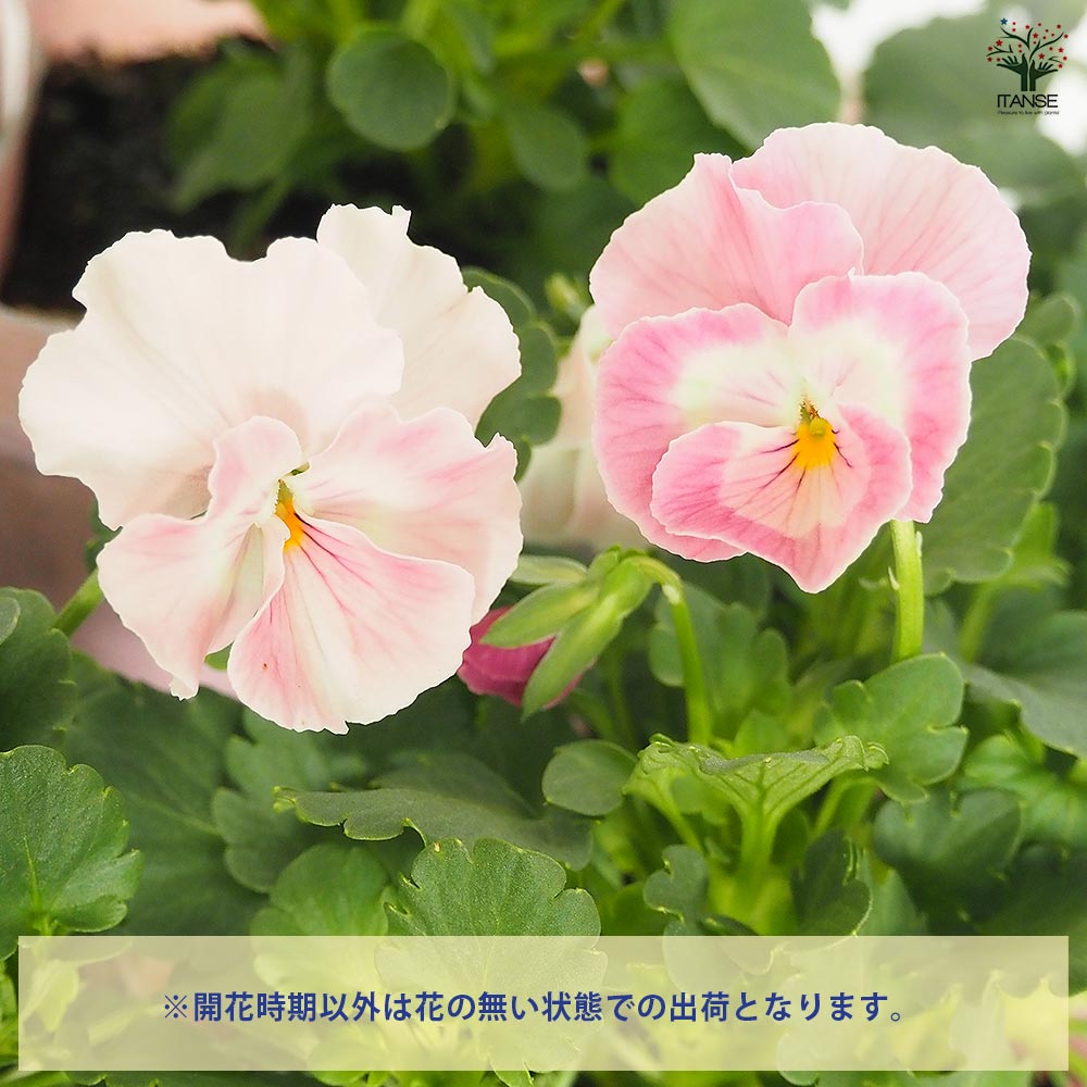 うえたコレクション パンジー・ビオラ キューティーハート2個～ 【花苗