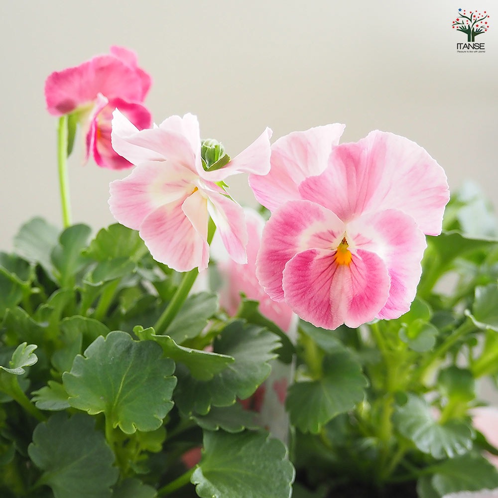 うえたコレクション パンジー・ビオラ キューティーハート2個～ 【花苗