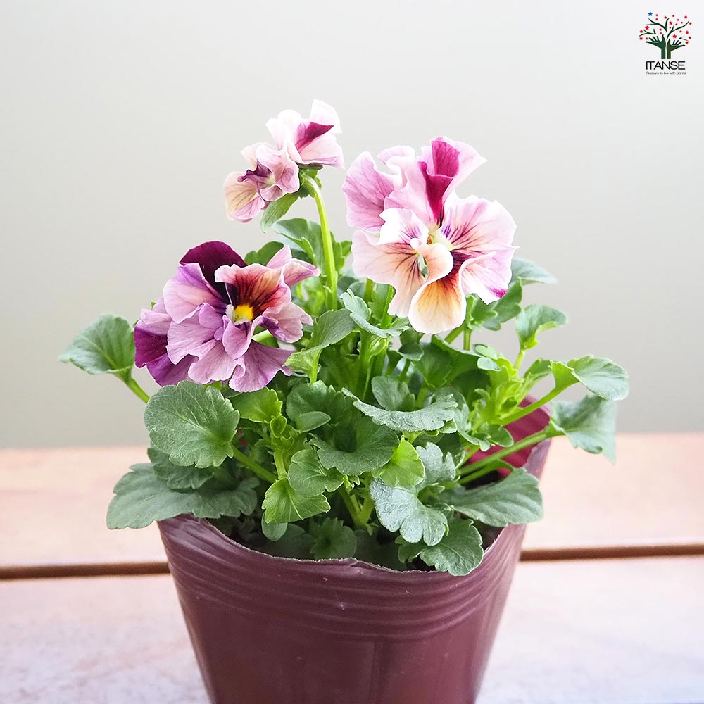 ビオラ　マーブル　⑦、⑤ポット苗 うえたコレクション パンジー・ビオラ マーブル2個～ 【花苗 3.5号