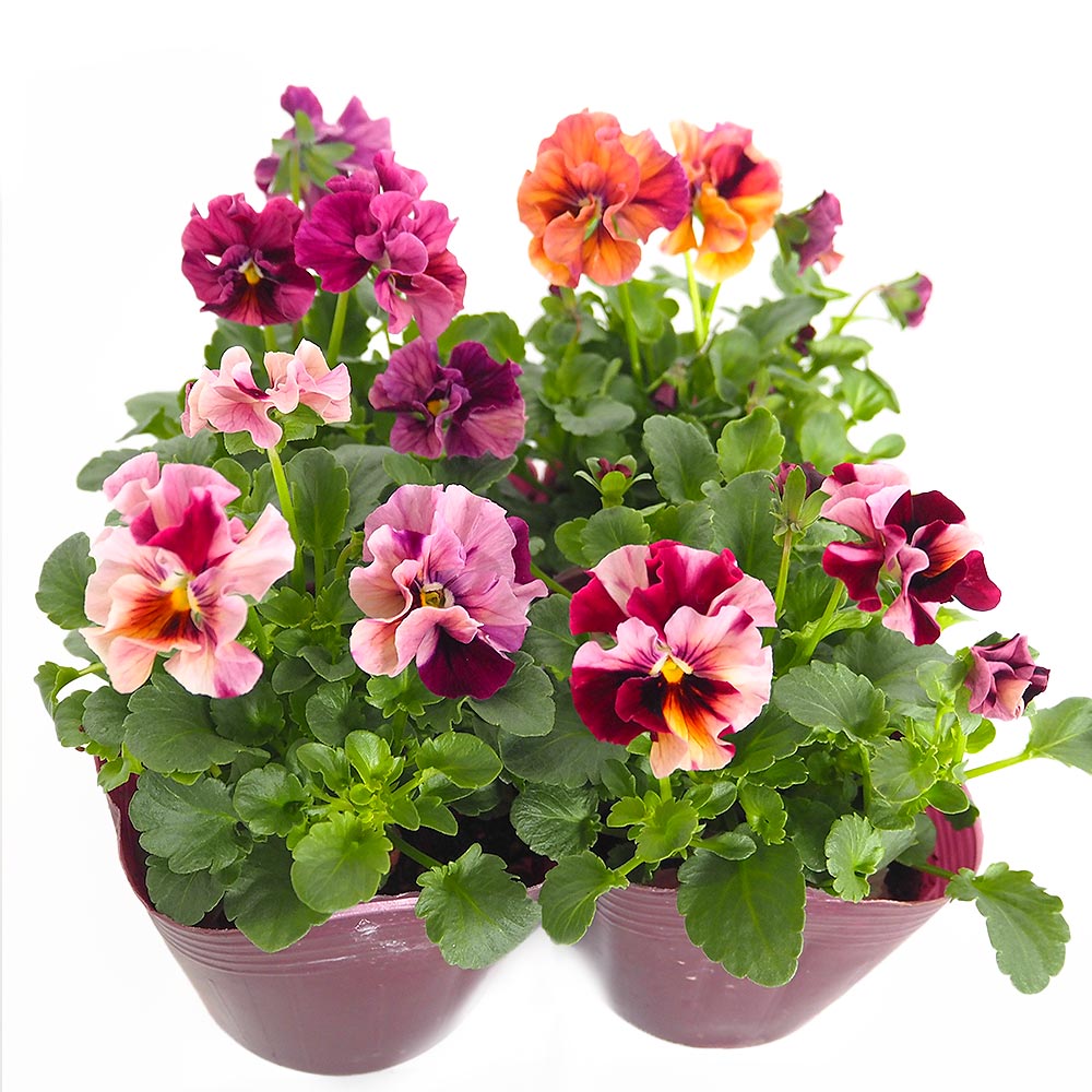 Sakuさま　Ｍ５♥ビオラマーブル♥毎年大人気♥花苗ポットごと発送♥ うえたコレクション パンジー・ビオラ マーブル2個～ 【花苗 3.5号