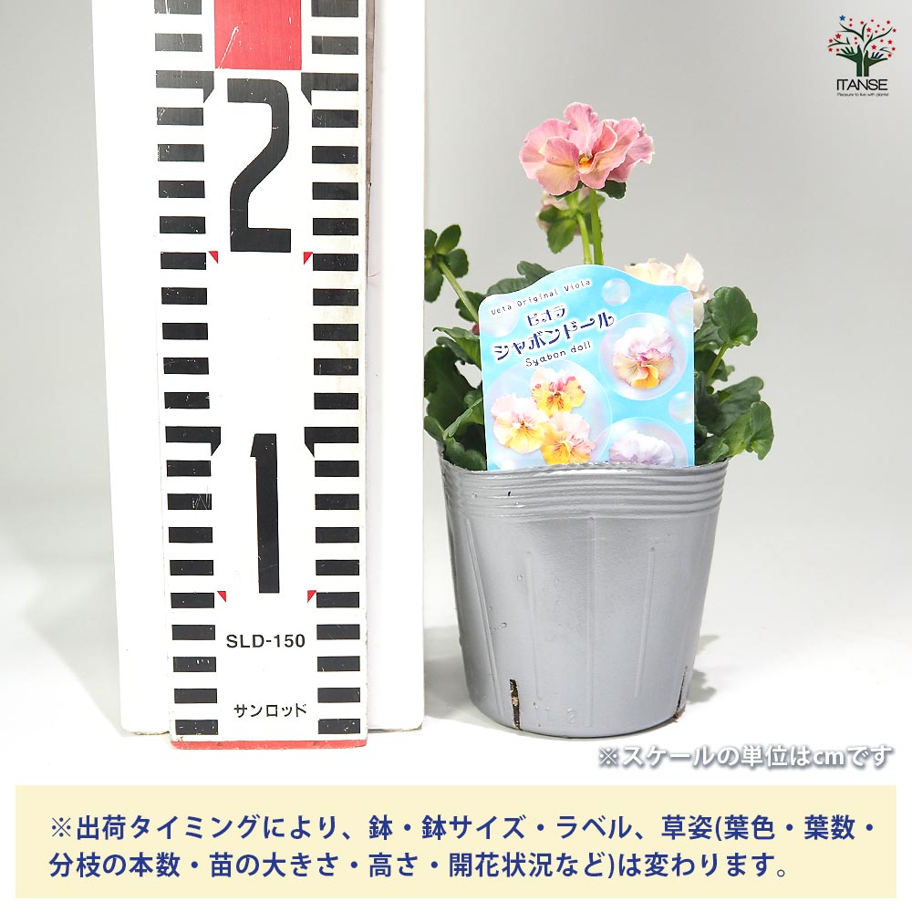 うえたコレクション パンジー・ビオラ シャボンドール2個～ 【花苗 3.5